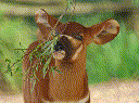 Banteng (Bos javanicus)