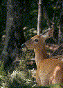 White-tailed Deer (Odocoileus virginianus)