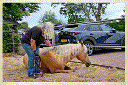 Horse (Equus ferus caballus)