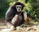 Lar Gibbon (Hylobates lar)