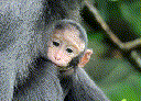Rhesus Macaque (Macaca mulatta)