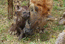 Spotted Hyena (Crocuta crocuta)