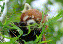 Red Panda (Ailurus fulgens)