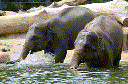 Asian Elephant (Elephas maximus)