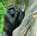 Western Gorilla (Gorilla gorilla)