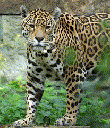 Jaguar (Panthera onca)