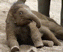 asiatic elephant Mook Uhm artis 0E2A2208