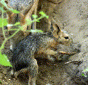 Patagonian Mara (Dolichotis patagonum)