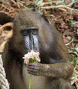 Olive Baboon (Papio anubis)