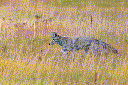 Coyote (Canis latrans)