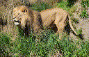 African lion Dembe 0H4A3244