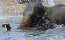 Asian Elephant (Elephas maximus)