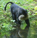 Hamadryas Baboon (Papio hamadryas)