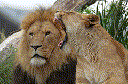 Lion (Panthera leo)