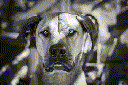 Dog (Canis lupus familiaris)