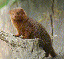 Mongoose (Herpestidae)