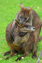 Wallaby (Macropus spp.)