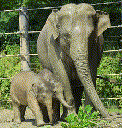 Asian Elephant (Elephas maximus)