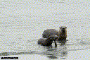 North American River Otter (Lontra canadensis)