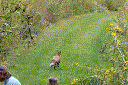 Red Fox (Vulpes vulpes)
