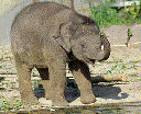 Asian Elephant (Elephas maximus)