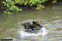 Grizzly Bear (Ursus arctos horribilis)